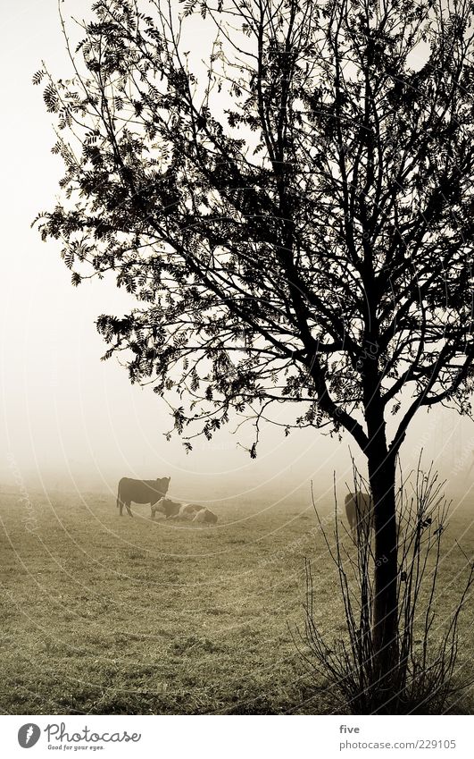 rumhängen II Umwelt Natur Landschaft Herbst schlechtes Wetter Nebel Eis Frost Pflanze Baum Sträucher Blatt Wiese Feld Hügel Tier Kuh 3 Herde kalt nass trist