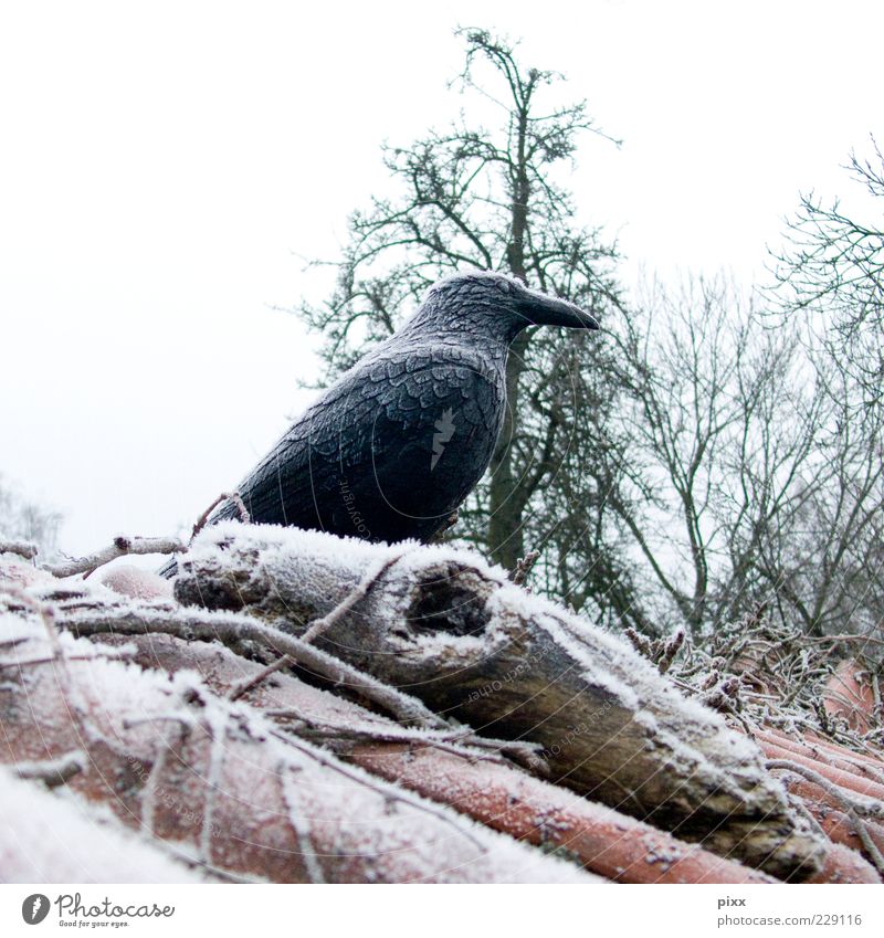 warten im quadrat Winter Natur Eis Frost Tier Vogel Flügel 1 Kunststoff fliegen frieren Blick sitzen stehen träumen Ferne kalt klug schwarz Wachsamkeit Fernweh