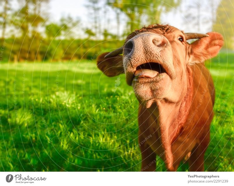 Lustiges Kalb mit offenem Mund Freude Natur Landschaft Schönes Wetter Wiese Pelzmantel Freundlichkeit niedlich verrückt amüsant heimisch domestiziert