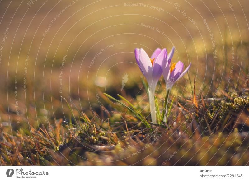 Pärchen auf der Wiese Umwelt Natur Pflanze Sonnenlicht Frühling Klima Klimawandel Wetter Schönes Wetter Blume Blüte Garten Park Zeichen schön grün violett