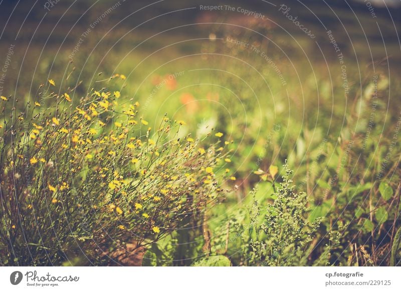 Vorfreude Natur Pflanze Sonnenlicht Sommer Schönes Wetter Gras Sträucher Blüte Grünpflanze Wildpflanze Wiese Blühend verblüht Wachstum natürlich grün Biotop