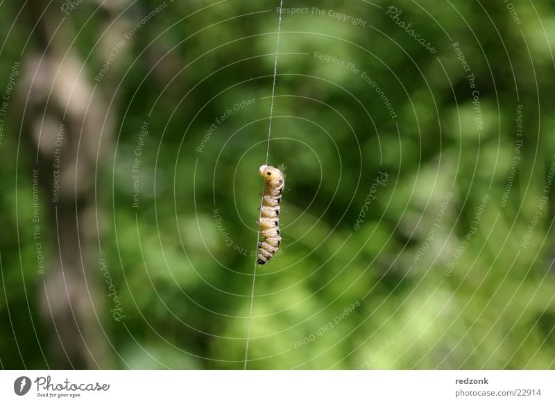 Raupenmakro Klettern Bergsteigen Natur Wurm nah gelb grün Nähgarn geschlossen Made Insekt Farbfoto Nahaufnahme Makroaufnahme Schwache Tiefenschärfe