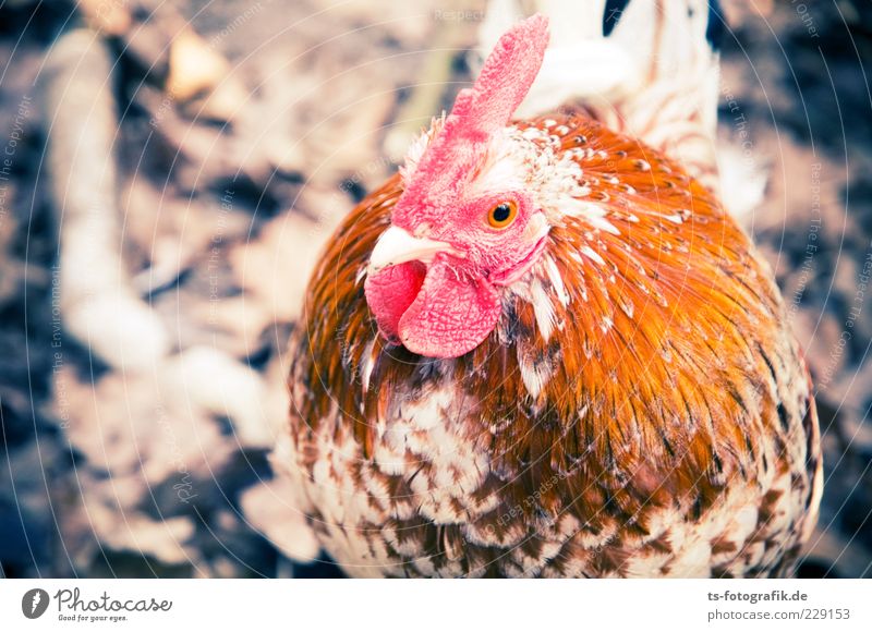 Was nun, Zwerghuhn? Natur Tier Nutztier Tiergesicht Flügel 1 schön Neugier niedlich braun rosa rot Haushuhn Hahn Tierzucht Hahnenkamm Schnabel Feder rund