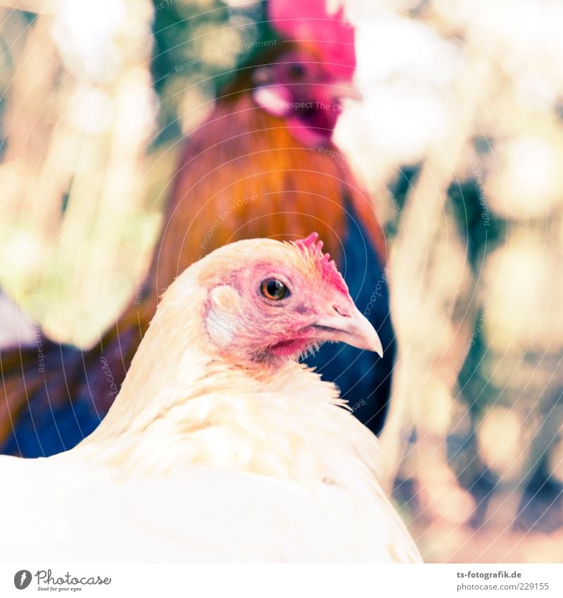 Was nun, Zwerghuhn? III Natur Tier Nutztier Vogel Tiergesicht 2 Tierpaar Neugier niedlich braun rosa rot Haushuhn Hühnervögel Hahn Hahnenkamm paarweise Schnabel