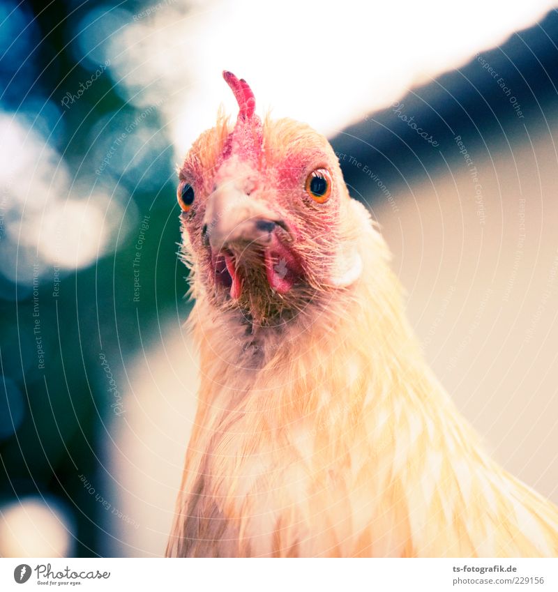 Was nun, Zwerghuhn? IV Tier Nutztier Tiergesicht 1 natürlich Neugier niedlich gelb rosa rot Haushuhn Schnabel Feder Auge Hahn Tierliebe Natur Farbfoto