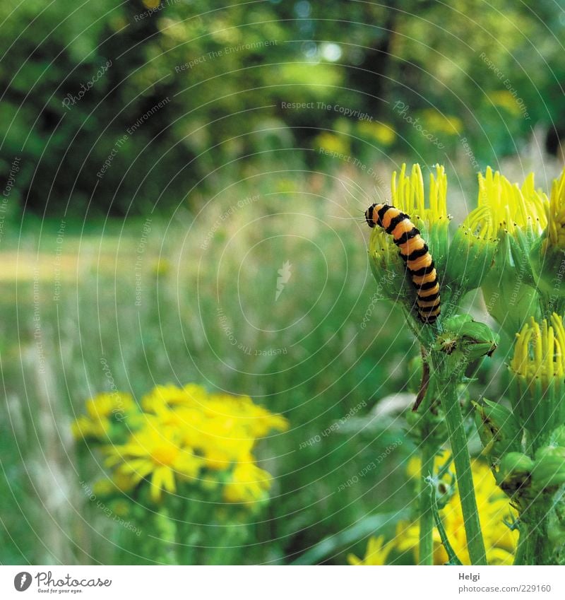 gestreift... Umwelt Natur Landschaft Pflanze Tier Sonnenlicht Sommer Schönes Wetter Blume Gras Sträucher Wildpflanze Wiese Wildtier Raupe 1 Blühend Fressen