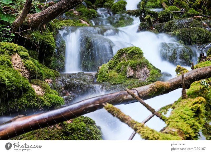 Bärenschützklamm Natur Urelemente Wasser Baum Moos Bach ästhetisch natürlich grün Zufriedenheit ruhig Umwelt Farbfoto Außenaufnahme Tag Langzeitbelichtung