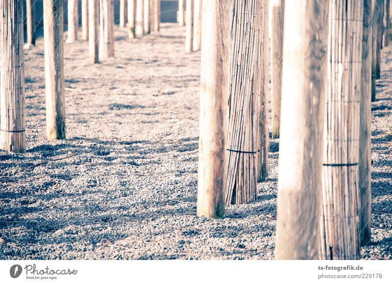 Optische Dystopie I Umwelt Baum Stein Holz Linie braun Baumstamm Schilfrohr Kies Kieselsteine Farbfoto Gedeckte Farben Außenaufnahme Muster Strukturen & Formen