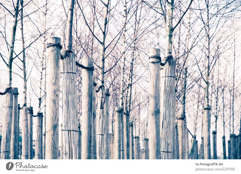 Gefesselte Natur Umwelt Pflanze Himmel Baum Holz Linie dünn lang braun grau gleich kahl Halterung Strebe Baumstamm Baumschule Ast Winter Herbst Birke Monokultur