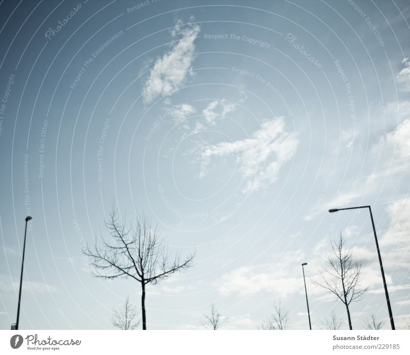 monoton Laterne Wolken Baum kahl Winter laublos Himmel Außenaufnahme Menschenleer Textfreiraum oben Tag Licht Kontrast Sonnenlicht Froschperspektive