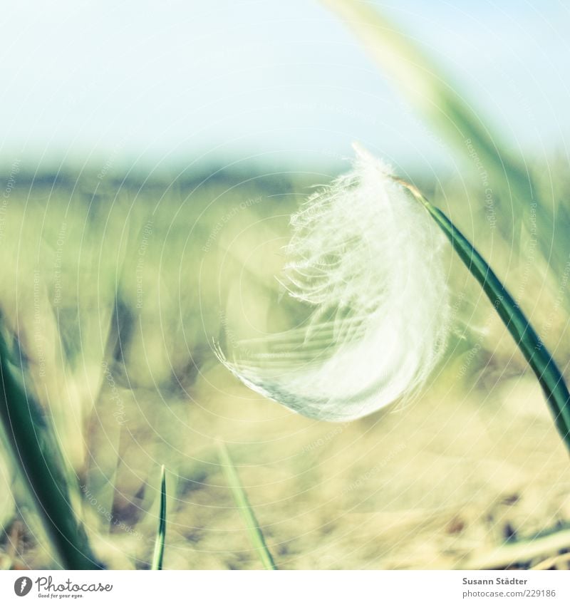 federleicht Pflanze Gras Garten ästhetisch Zufriedenheit Feder Wiese Boden zart federartig weich weiß sanft Frieden mehrfarbig Außenaufnahme Nahaufnahme