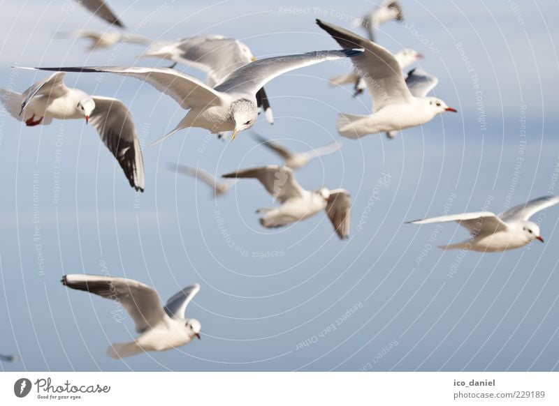 flugmöwen Natur Luft Wildtier Vogel Tiergruppe Schwarm fliegen Blick schön Farbfoto Außenaufnahme Menschenleer Tag viele Möwe Vogelflug