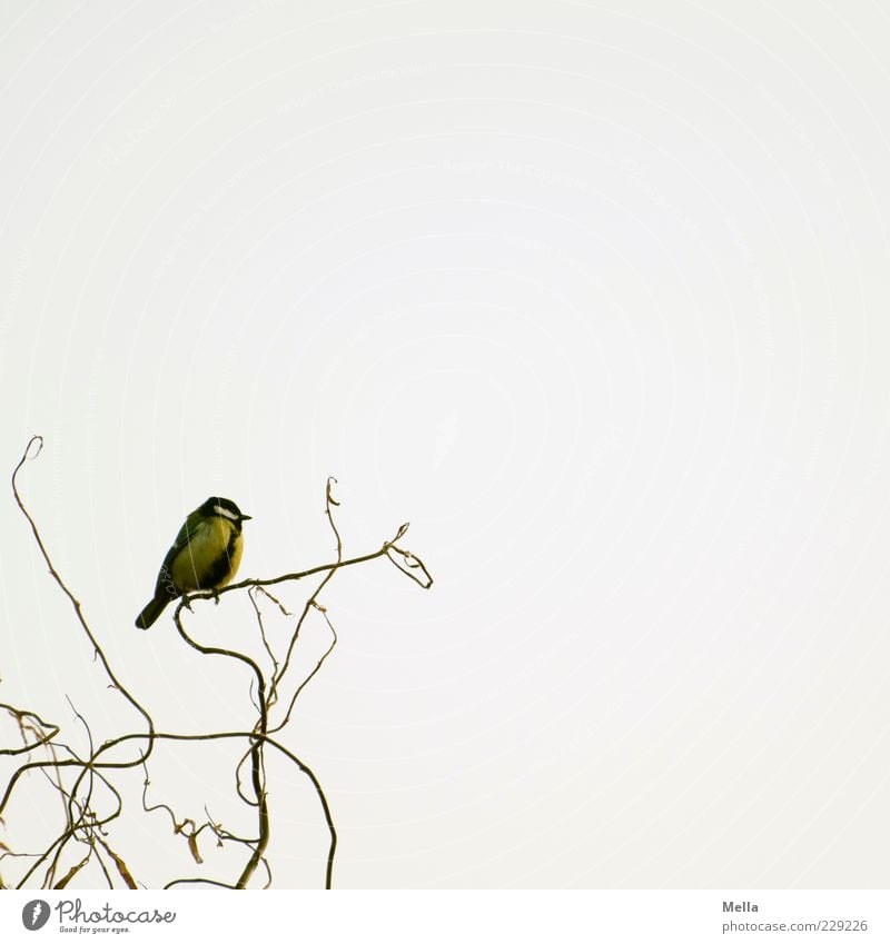 Auf dem aufsteigenden Ast Umwelt Natur Tier Geäst Weide Vogel Meisen Kohlmeise 1 hocken sitzen frei hell klein natürlich niedlich Freiheit Farbfoto mehrfarbig