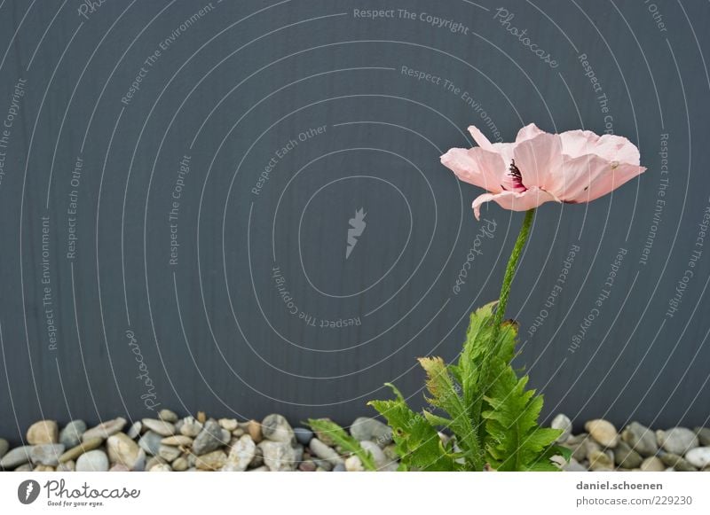 Mauerblümchen Pflanze Blume Blatt Blüte Wand Fassade grau rosa Stein Textfreiraum links Textfreiraum oben Textfreiraum Mitte Weitwinkel Blühend Kieselsteine