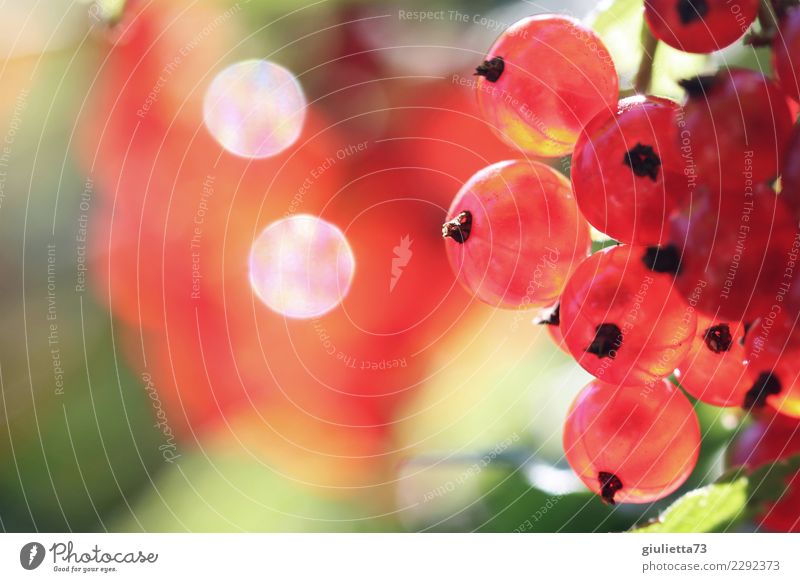 wachsen und gedeihen | saure Früchtchen Frucht Ernährung Vegetarische Ernährung Garten Natur Sommer Schönes Wetter Pflanze Sträucher Nutzpflanze Johannisbeeren