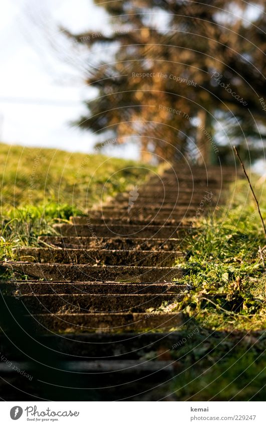 Sonnentreppe Umwelt Natur Pflanze Schönes Wetter Baum Gras Wiese Treppe Beton hell grün aufwärts Farbfoto Außenaufnahme Menschenleer Tag Licht Schatten Kontrast