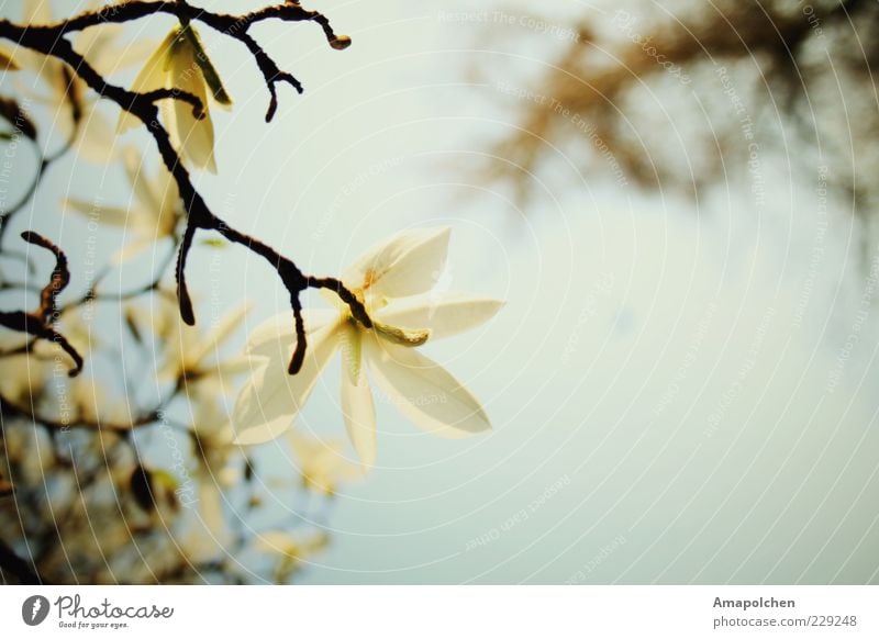 ::11-7:: Umwelt Natur Pflanze Himmel Frühling Sommer Klima Wetter Schönes Wetter Blume Blüte Freude Zufriedenheit Frühlingsgefühle Romantik schön trösten