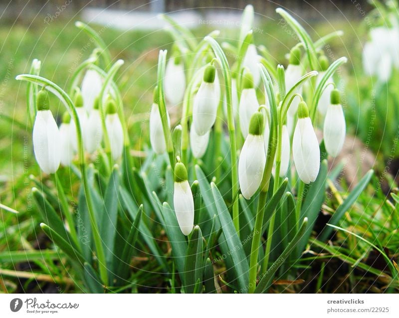 Frühlingserwachen Schneeglöckchen Blume