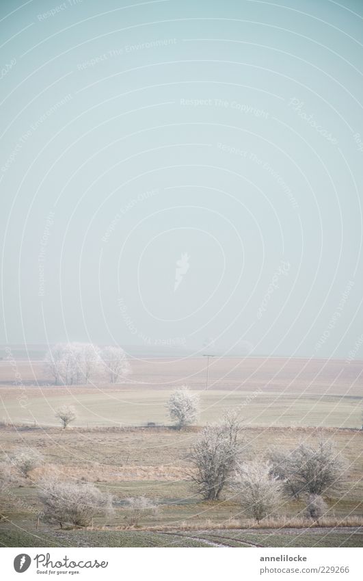 eisige Stille Umwelt Natur Landschaft Horizont Winter Klima Wetter Nebel Eis Frost Feld kalt ruhig Stimmung schlechtes Wetter Raureif Baum