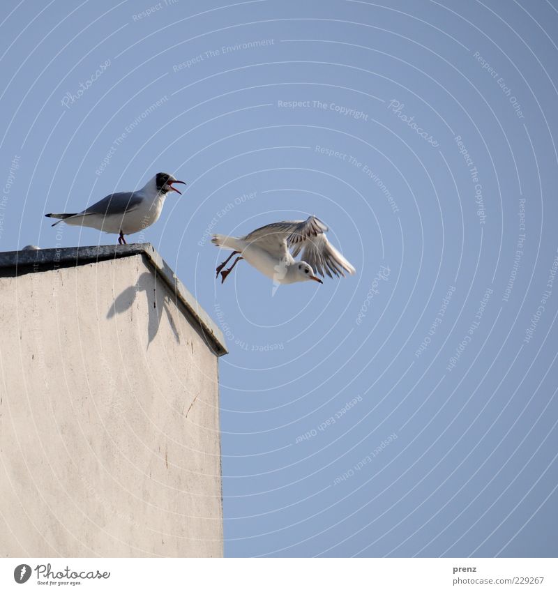 Möwen Vogel fliegen blau grau weiß Himmel Natur Schnabel Flügel Schatten Mauer Sturzflug Abschied 2 Farbfoto Außenaufnahme Hintergrund neutral Froschperspektive