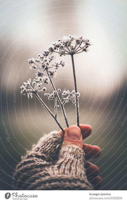 Petersilie Glück ruhig Pflanze Winter Nebel Eis Frost Nutzpflanze Garten Gefühle achtsam Gedeckte Farben Außenaufnahme Textfreiraum oben Morgendämmerung