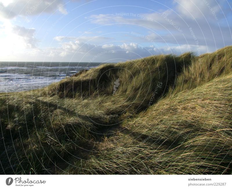 Stehen bleiben und durchatmen harmonisch Wohlgefühl Erholung ruhig Ferne Freiheit Strand Meer Insel Natur Landschaft Himmel Herbst Schönes Wetter Pflanze Gras