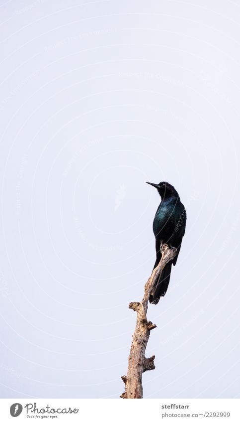 Grackle Vogel Quiscalus Quiscula Natur Tier Baum 1 glänzend wild Gemeine Grackel Gackel Quiscalus quiscula Ikterid Florida Wildvogel Tierwelt irisierend Feder