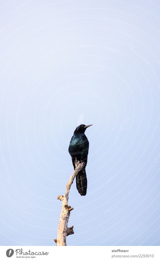 Grackle Vogel Quiscalus Quiscula Natur Tier Baum 1 glänzend wild blau schwarz Gemeine Grackel Gackel Quiscalus quiscula Ikterid Florida Wildvogel Tierwelt