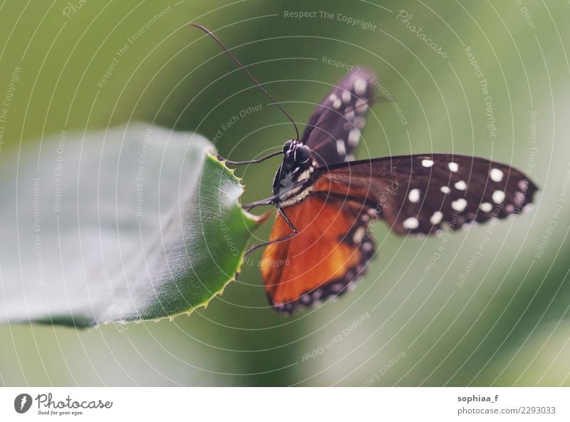 Schmetterling Natur Blatt Tier Wildtier Passionsblumenfalter 1 Erholung rot Glück Fröhlichkeit Zufriedenheit Lebensfreude Kraft Tierliebe schön achtsam ruhig