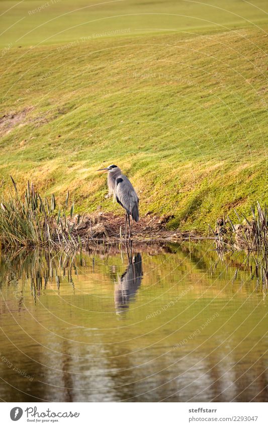 Graureihervogel, Ardea Herodias Erholung Mann Erwachsene Tier Küste See Wildtier Vogel Flügel wild Blaureiher Prima Herodien Gezeitenbecken Punta Gorda Florida