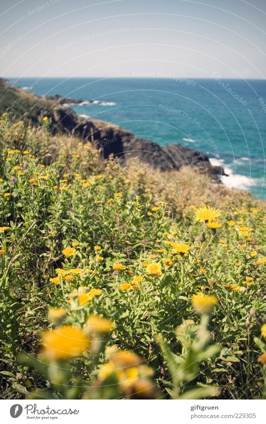 blumenmeer Umwelt Natur Landschaft Pflanze Urelemente Wasser Himmel Wolkenloser Himmel Horizont Sonne Sommer Blume Gras Blatt Blüte Wiese Felsen Wellen Küste