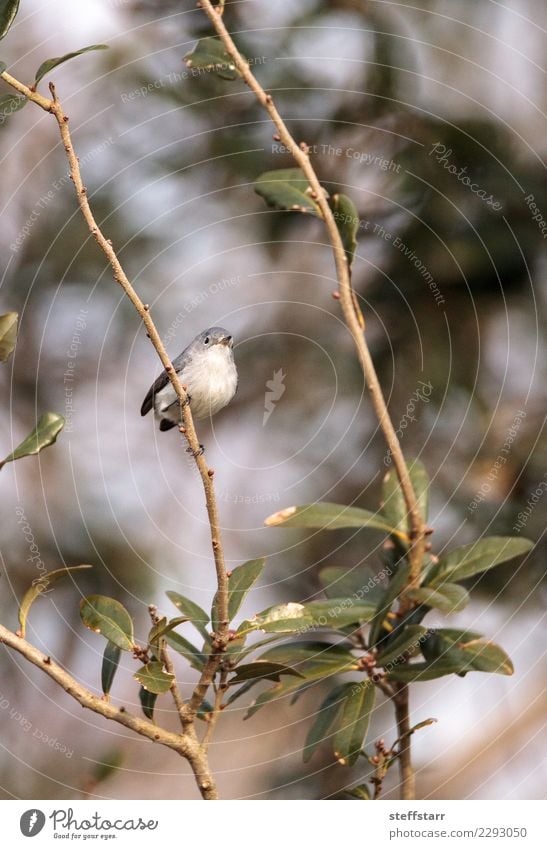 Grauer Catbird Dumetella carolinensis Natur Tier Pflanze Baum Wald Wildtier Vogel 1 wild blau grau grün Grauer Katzenvogel graue Katzenvogel Katzendrossel