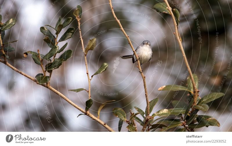 Grauer Catbird Dumetella carolinensis Natur Tier Pflanze Baum Park Wildtier Vogel 1 wild Grauer Katzenvogel graue Katzenvogel Katzendrossel Florida Neapel