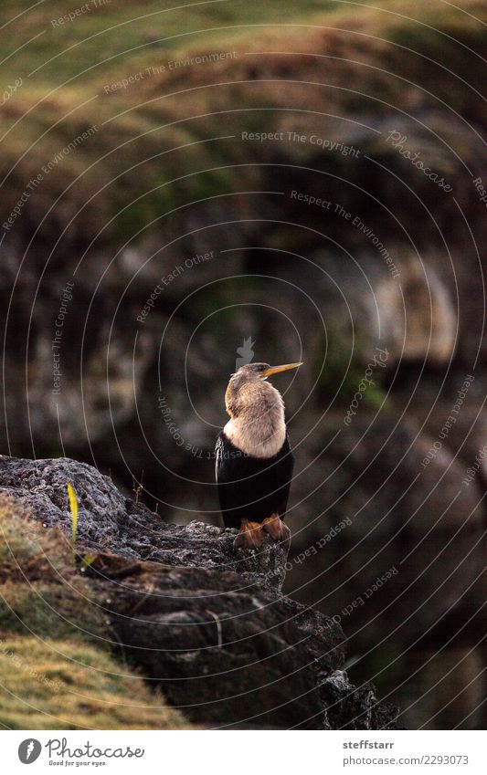 Männlicher Anhingavogel nannte Anhinga anhinga Mann Erwachsene Natur Tier Küste Teich See Fluss Vogel 1 sitzen Nest Nestbau Anhinga anhinga anhinga