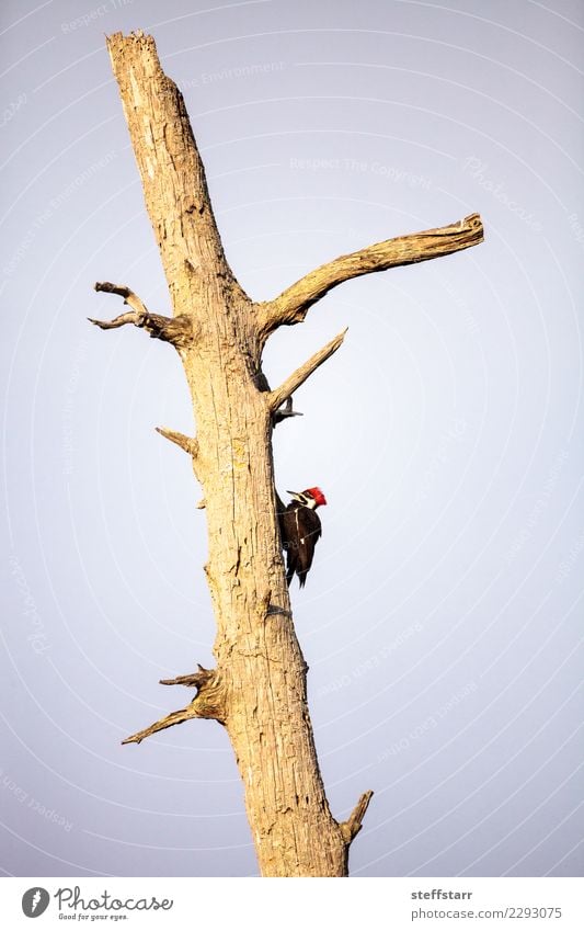 Männlicher pileated Spechtvogel Dryocopus pileatus Mann Erwachsene Natur Baum Tier Vogel 1 rot schwarz Stapelspecht Nest Golfloch Zypressenbaum