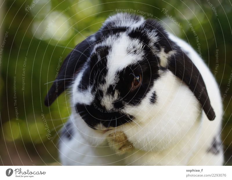 Kaninchen Haustier Tiergesicht Pfote Streichelzoo Hase & Kaninchen 1 Reinigen dick Glück niedlich Sauberkeit weich Freude Zufriedenheit Lebensfreude Kraft