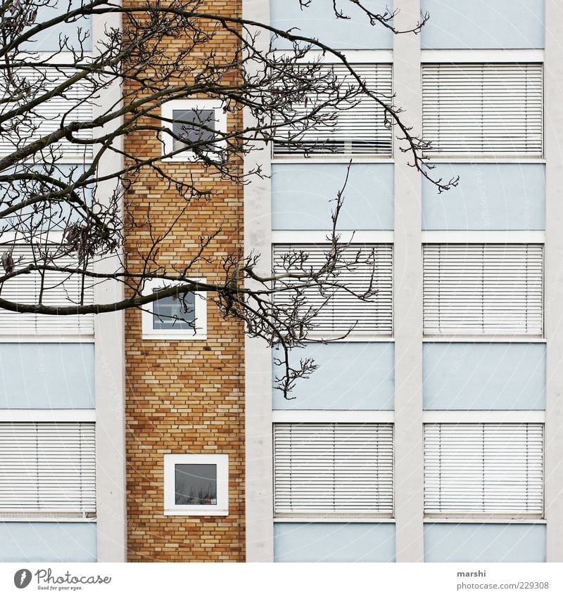 Laden dicht Stadt Haus Mauer Wand Fenster blau braun weiß Baum Ast Rollladen Fassade geschlossen Farbfoto Außenaufnahme Backsteinwand Zweige u. Äste