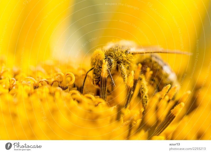 Biene bestäubt Pollen und sammelt Nektar auf Natur Sonnenblume Sommer Sonnenbad Körper Kopf Umwelt Tier Sonnenlicht Frühling Herbst Klima Klimawandel Wetter