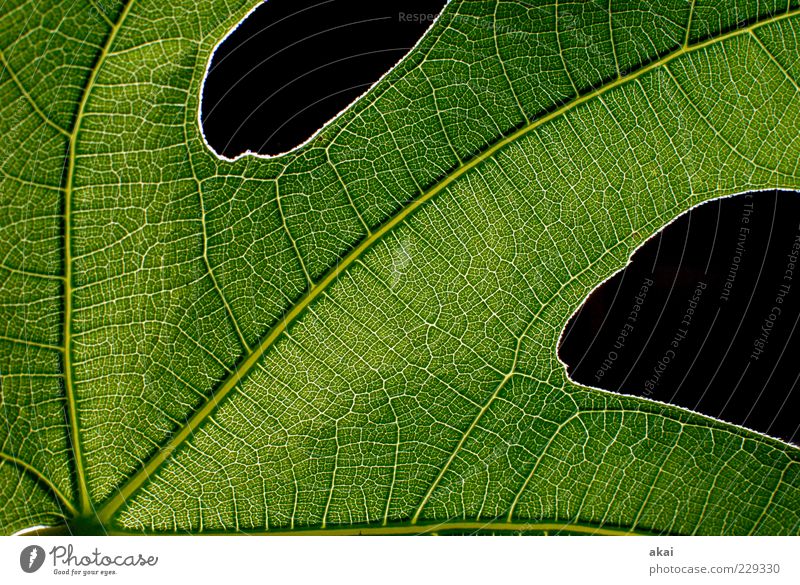 Das Blatt 34 Natur Pflanze grün schwarz Feigenblatt Strukturen & Formen Farbfoto Studioaufnahme Detailaufnahme Blitzlichtaufnahme Blattadern Blattgrün