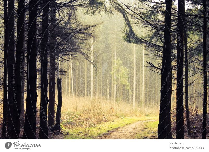 ode. an den wald. Umwelt Natur Herbst Wetter Nebel Pflanze Baum Sträucher Wald Wandel & Veränderung Wege & Pfade Waldlichtung Waldsterben Naturschutzgebiet