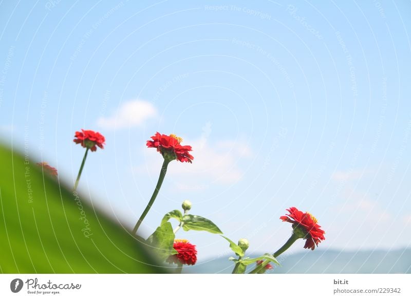 Kuck-kucks aus dem Frühling Pflanze Himmel Wolkenloser Himmel Sommer Schönes Wetter Blume Blatt Blüte exotisch Blumenstrauß Blühend Duft rot Lebensfreude