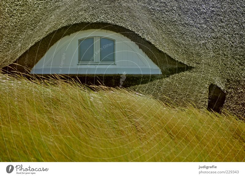 Ahrenshoop Umwelt Natur Pflanze Gras Haus Einfamilienhaus Bauwerk Gebäude Architektur Dach wild Stimmung Reetdach Farbfoto Außenaufnahme Menschenleer Tag