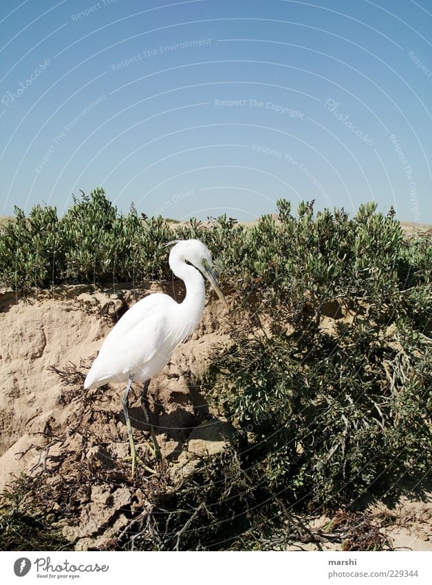 Model Umwelt Natur Pflanze Klima Sträucher Tier 1 blau Reiher Wüste Sand Himmel Farbfoto Außenaufnahme Menschenleer Ganzkörperaufnahme weiß Textfreiraum oben