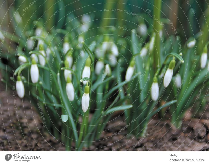 Frühling einläuten... Umwelt Natur Pflanze Blume Blatt Blüte Schneeglöckchen Garten Blühend hängen Wachstum ästhetisch frisch schön klein natürlich braun grün