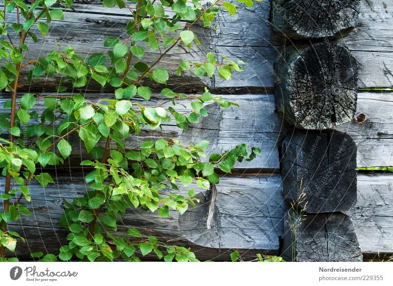 Frei von Zusatzstoffen Natur Pflanze Hütte Holz Wachstum alt nachhaltig natürlich trocken grün Einsamkeit Holzhaus Birke Farbfoto Gedeckte Farben Außenaufnahme