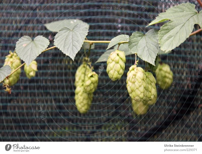 Einzelne Hopfenblüten in einer Plantage Umwelt Natur Pflanze Nutzpflanze Humulus Hanfgewächs Frucht Nussfrucht hängen Wachstum grün reif Bitterstoff Hopfendole