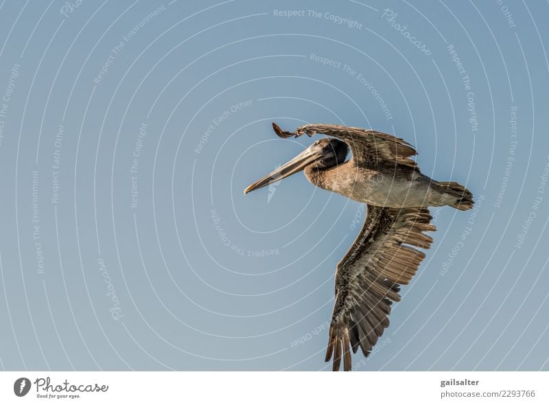 Brown Pelican Flying in einem blauen Himmel hautnah Natur Wolkenloser Himmel Sommer Tier Wildtier Vogel Brauner Pelikan 1 Bewegung fliegen groß braun