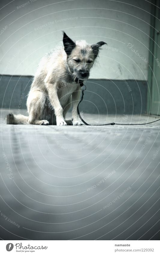 fear... Tier Haustier Hund 1 Traurigkeit Armut Gefühle Stimmung Enttäuschung Angst Todesangst gefährlich Verzweiflung Einsamkeit bedrohlich Schwäche Farbfoto