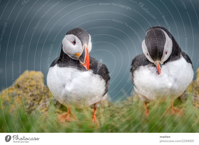 Duo Natur Pflanze Tier Frühling Gras Felsen Wildtier Vogel Tiergesicht 2 Zusammensein blau gelb rot schwarz weiß Papageitaucher Reinigen Latrabjard Island