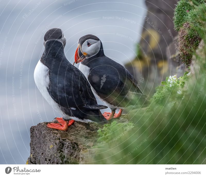 Angebot Frühling Felsen Tier Wildtier Vogel 2 authentisch natürlich blau gelb grau grün orange schwarz weiß Papageitaucher Gelege Klippe Island Nestbau Farbfoto